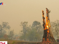 Australia dập tắt các đám cháy rừng ở New South Wales