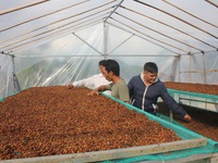 Giá cà phê tăng 200 - 300 đồng/kg