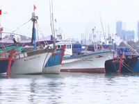 Khó khăn của ngư dân khi giá cá ngừ giảm mạnh