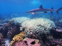 Thử nghiệm “tạo mây biển” nhân tạo để cứu các rạn san hô