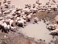 Cừu Ninh Thuận như 'xác ve', đói khát vì nắng hạn