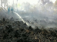 Hàng chục nghìn ha rừng Cà Mau trong tình trạng báo động đỏ về cháy rừng