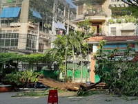 Sau vụ cây phượng đổ đè vào học sinh, Hà Nội rà soát cây lâu năm trong gần 2.000 trường