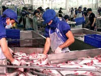 Thuế chống bán phá giá cá tra, basa vào Mỹ giảm