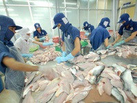 Thị trường xuất khẩu cá tra khởi sắc sau dịch COVID-19