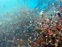 Phát hiện mức kết tụ vi nhựa dưới đáy biển cao nhất lịch sử