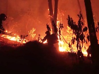 Cháy rừng diễn biến phức tạp ở Diễn Châu, Nghệ An