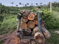 Đột kích hàng chục xưởng gỗ, triệt phá băng đảng phá rừng Amazon