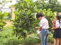 Quỹ 1 triệu cây xanh cho Việt Nam sắp chạm đích
