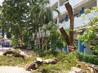 Đà Nẵng nghiêm cấm các trường học tự ý đốn hạ cây xanh