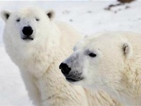 Loài gấu bắc cực có thể bị tuyệt chủng vào cuối thế kỷ 21