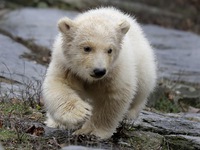 Nga triển khai dự án quốc gia về bảo tồn gấu trắng Bắc Cực