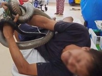 Bị rắn hổ mang chúa cắn, nạn nhân mang luôn rắn nhập viện cấp cứu