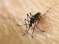 Israel phát hiện muỗi nhiễm virus Tây sông Nile chết người