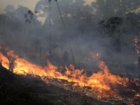 Cháy rừng Amazon lan rộng tại Brazil, đe dọa các khu rừng nguyên sinh