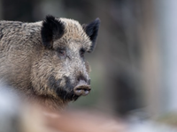 Lo ngại dịch tả châu Phi, Hàn Quốc cấm nhập khẩu thịt lợn từ Đức