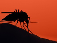 Xuất hiện muỗi gây sốt rét mới ở châu Phi
