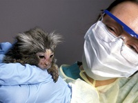 Thiếu khỉ để thử nghiệm, vaccine ngừa COVID-19 có thể ra đời chậm hơn