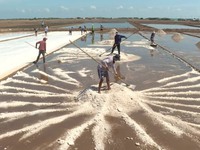 Bumper salt production, high prices in Mekong Delta