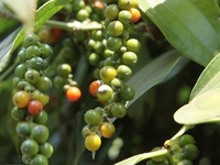 Vietnam sees surges in pepper exports to France in 7 months