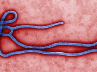 Dịch bệnh Ebola quay trở lại Tây Phi sau 5 năm vắng bóng