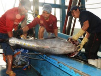 Sản lượng cá ngừ đại dương sụt giảm, ngư dân hụt hẫng