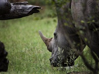Nam Phi bắt giữ vụ vận chuyển 63 kg sừng tê giác lậu sang Malaysia