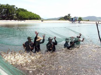 Nghiên cứu, đánh giá việc hợp tác với Indonesia trong lĩnh vực thủy sản