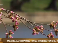 Mỹ: Mùa hoa anh đào nở rộ tại Washington D.C
