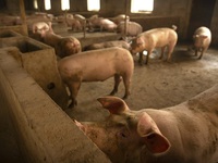 Philippines ban bố tình trạng thảm họa do dịch tả lợn châu Phi