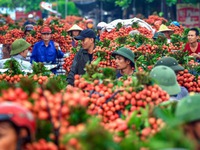 Siêu thị tăng bán vải thiều