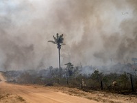 Rừng Amazon thải nhiều carbon hơn lượng khí thải hấp thụ