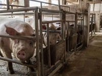 Trung Quốc đối mặt với khủng hoảng thừa thịt lợn