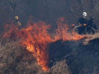 Cháy rừng tàn phá hàng trăm nghìn ha đất nông nghiệp ở Bolivia