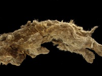 Tìm thấy hóa thạch sư tử nhiên đại 28.000 năm trong lớp băng vĩnh cửu ở Siberia