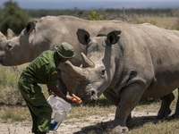 Tạo phôi thai để cứu tê giác trắng phương Bắc khỏi họa tuyệt chủng