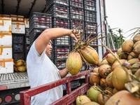 Người dân đổ xô mua nước dừa, Trung Quốc tăng nhập khẩu