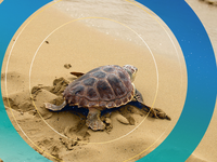 Hầu hết rùa ở ngoài khơi bờ biển Đông Australia đã nuốt phải nhựa