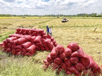 Bộ NN-PTNT đề xuất thu mua dự trữ lúa gạo quốc gia