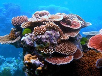 Siêu dự án Dubai lên kế hoạch tạo ra rạn san hô khổng lồ