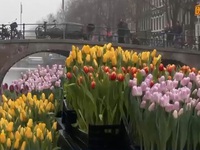 Phát hoa tulip miễn phí tại Hà Lan