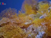 Phát hiện rạn san hô nguyên sơ khổng lồ hình hoa hồng