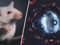 Biến thể Omicron có thể bắt nguồn từ chuột