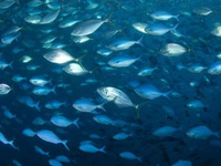Hạt vi nhựa được tìm thấy trong 75% cá ở New Zealand