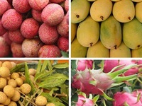 Làm gì để tăng hiệu quả xuất khẩu trái cây Việt?