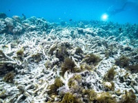 Rạn san hô Great Barrier ở Australia nên nằm trong danh sách "đang gặp nguy hiểm"
