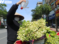 Hoa bưởi trắng ngần, ngát hương lấp ló trên đường phố Hà Nội