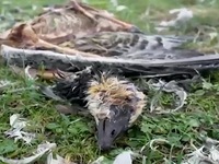Số lượng lớn chim hoang dã chết vì cúm gia cầm