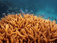 UNESCO xếp rạn san hô Great Barrier bị tẩy trắng vào danh sách 'đang gặp nguy hiểm'?