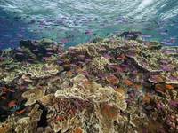 Rạn san hô Great Barrier tiếp tục hứng chịu đợt tẩy trắng hàng loạt nghiêm trọng